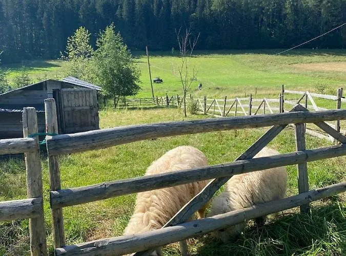 Mysliwski-viva Pod Giewontem 扎科帕内