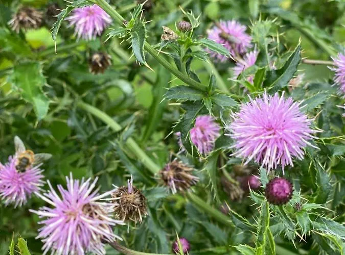 Mysliwski-viva Pod Giewontem